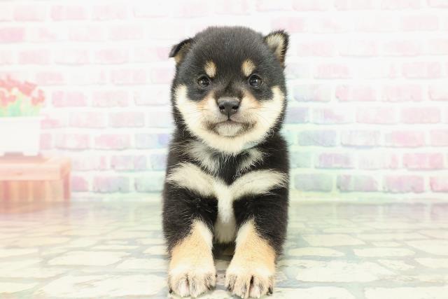 東京都のポメ柴/豆ポメ/ポメ豆柴(ポメラニアン×柴犬) (Coo&RIKU赤坂店/2026年1月18日生まれ/男の子/黒)の子犬