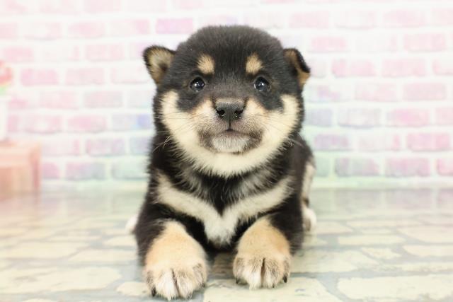 東京都のポメ柴/豆ポメ/ポメ豆柴(ポメラニアン×柴犬) (Coo&RIKU阿佐ヶ谷店/2026年1月18日生まれ/男の子/黒)の子犬