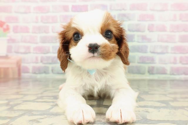 福井県のキャバリアキングチャールズスパニエル (Coo&RIKU福井店/2026年1月16日生まれ/男の子/ブレンハイム)の子犬の1枚目の画像