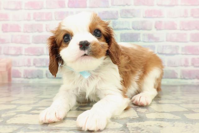 福井県のキャバリアキングチャールズスパニエル (Coo&RIKU福井店/2026年1月16日生まれ/男の子/ブレンハイム)の子犬の2枚目の画像