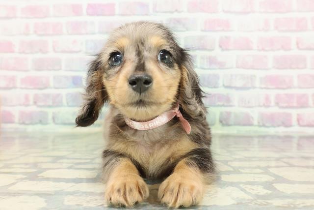 東京都のカニンヘンダックスフンド(ロング) (Coo&RIKU武蔵小山店/2026年1月16日生まれ/女の子/シルバーダップル)の子犬