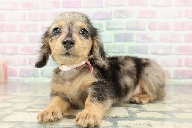 東京都のカニンヘンダックスフンド(ロング) (Coo&RIKU武蔵小山店/2026年1月16日生まれ/女の子/シルバーダップル)の子犬の2枚目の画像