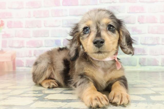 東京都のカニンヘンダックスフンド(ロング) (Coo&RIKU武蔵小山店/2026年1月16日生まれ/女の子/シルバーダップル)の子犬の3枚目の画像