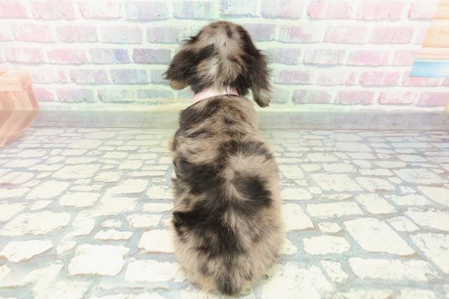 東京都のカニンヘンダックスフンド(ロング) (Coo&RIKU武蔵小山店/2026年1月16日生まれ/女の子/シルバーダップル)の子犬の4枚目の画像