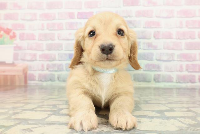 福井県のカニンヘンダックスフンド(ロング) (Coo&RIKU福井店/2026年1月17日生まれ/男の子/イエロー)の子犬の1枚目の画像