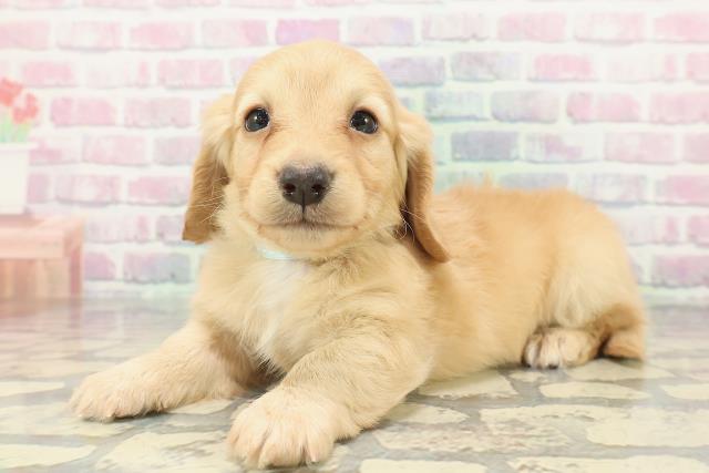 福井県のカニンヘンダックスフンド(ロング) (Coo&RIKU福井店/2026年1月17日生まれ/男の子/イエロー)の子犬の2枚目の画像