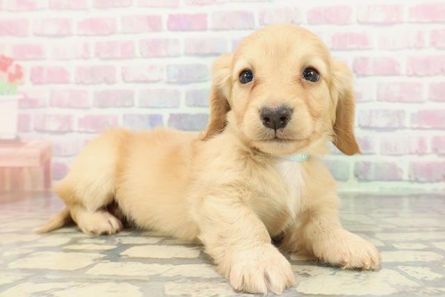 福井県のカニンヘンダックスフンド(ロング) (Coo&RIKU福井店/2026年1月17日生まれ/男の子/イエロー)の子犬の3枚目の画像