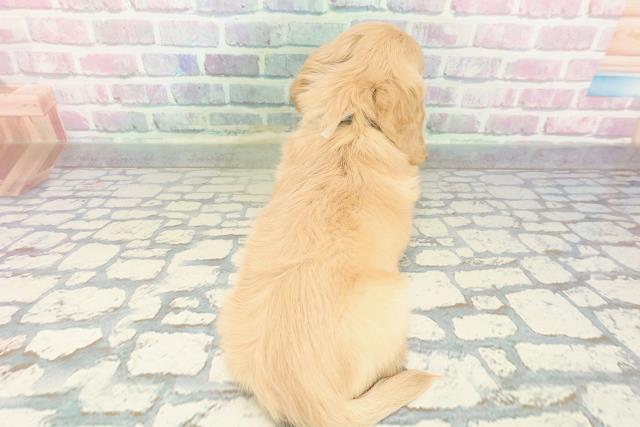 福井県のカニンヘンダックスフンド(ロング) (Coo&RIKU福井店/2026年1月17日生まれ/男の子/イエロー)の子犬の4枚目の画像