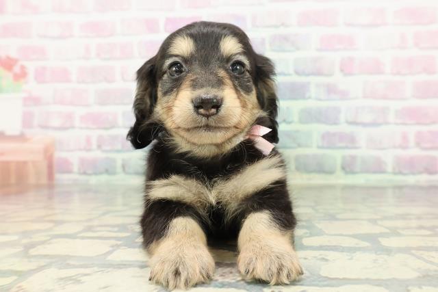 東京都のカニンヘンダックスフンド(ロング) (Coo&RIKU練馬店/2026年1月17日生まれ/女の子/ブラックイエロー)の子犬の1枚目の画像