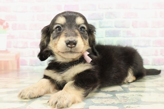 東京都のカニンヘンダックスフンド(ロング) (Coo&RIKU練馬店/2026年1月17日生まれ/女の子/ブラックイエロー)の子犬の2枚目の画像