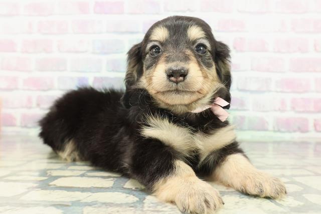 東京都のカニンヘンダックスフンド(ロング) (Coo&RIKU練馬店/2026年1月17日生まれ/女の子/ブラックイエロー)の子犬の3枚目の画像