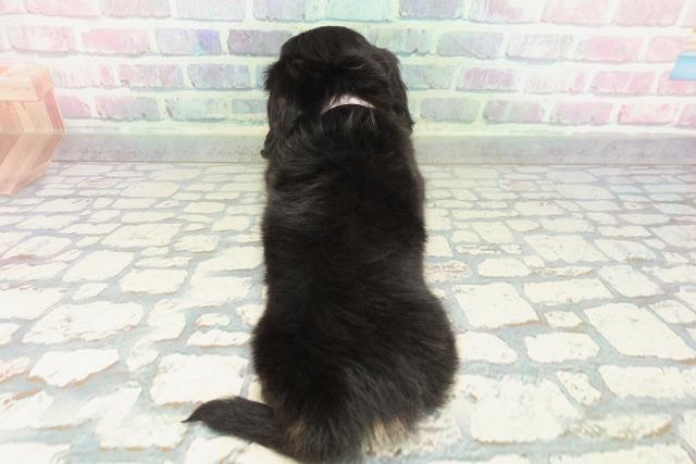 東京都のカニンヘンダックスフンド(ロング) (Coo&RIKU練馬店/2026年1月17日生まれ/女の子/ブラックイエロー)の子犬の4枚目の画像