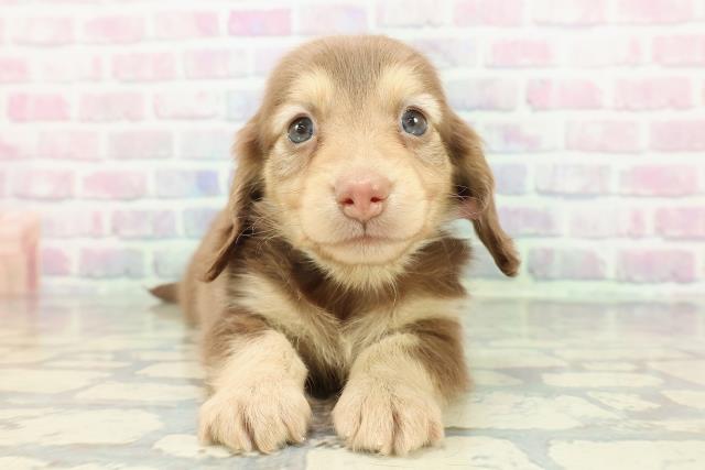 カニンヘンダックスフンド