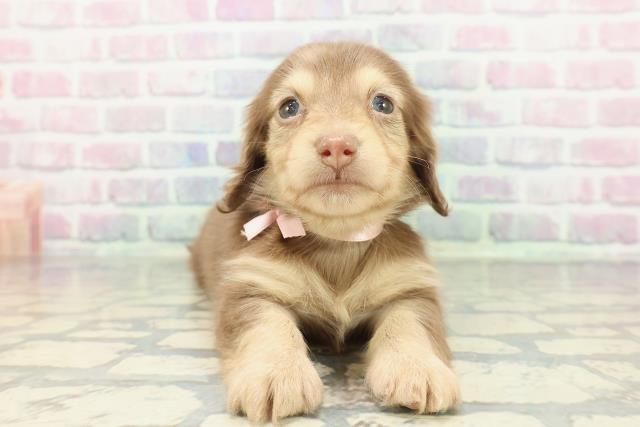 カニンヘンダックスフンド