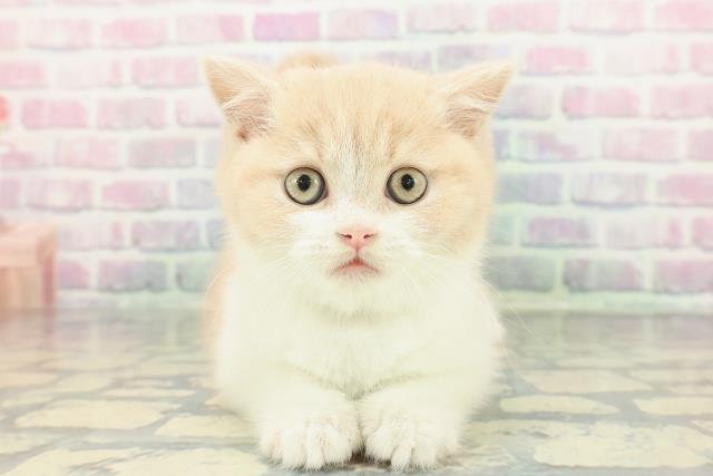 東京都のブリティッシュショートヘアー (Coo&RIKU中野サンモール店/2026年1月13日生まれ/男の子/クリームホワイト)の子猫