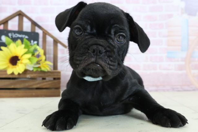 新潟県のフレンチブルドッグ (Coo&RIKU新潟西店/2026年1月17日生まれ/男の子/ブリンドル)の子犬