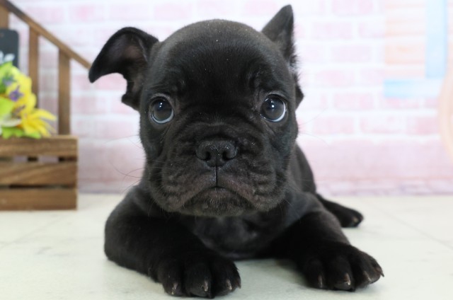 広島県のフレンチブルドッグ (Coo&RIKUゆめタウン大竹店/2026年1月17日生まれ/男の子/ブリンドル)の子犬