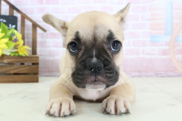 新潟県のフレンチブルドッグ (Coo&RIKU長岡店/2026年1月17日生まれ/男の子/フォーン)の子犬