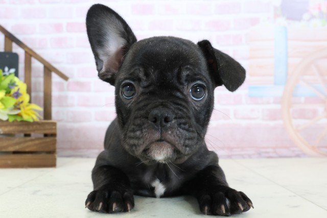 福岡県のフレンチブルドッグ (Coo&RIKU大牟田店/2026年1月17日生まれ/女の子/ブリンドル)の子犬