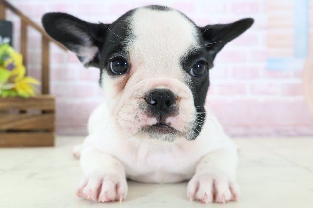 徳島県のフレンチブルドッグ (Coo&RIKU徳島店/2026年1月17日生まれ/女の子/パイド)の子犬の1枚目の画像
