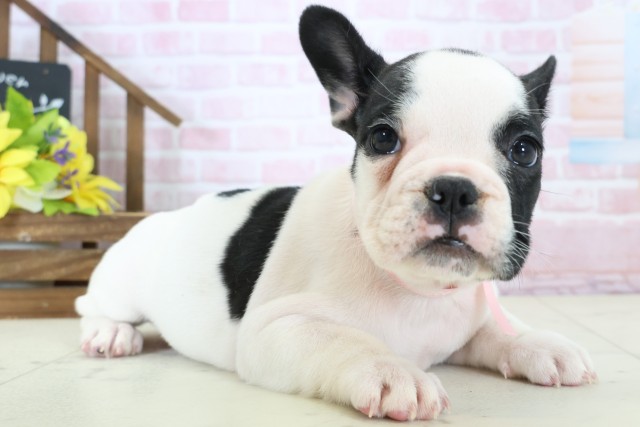 徳島県のフレンチブルドッグ (Coo&RIKU徳島店/2026年1月17日生まれ/女の子/パイド)の子犬の2枚目の画像