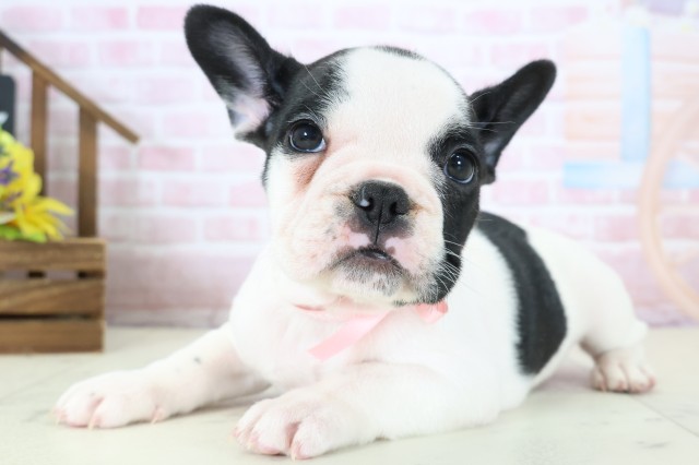 徳島県のフレンチブルドッグ (Coo&RIKU徳島店/2026年1月17日生まれ/女の子/パイド)の子犬の3枚目の画像