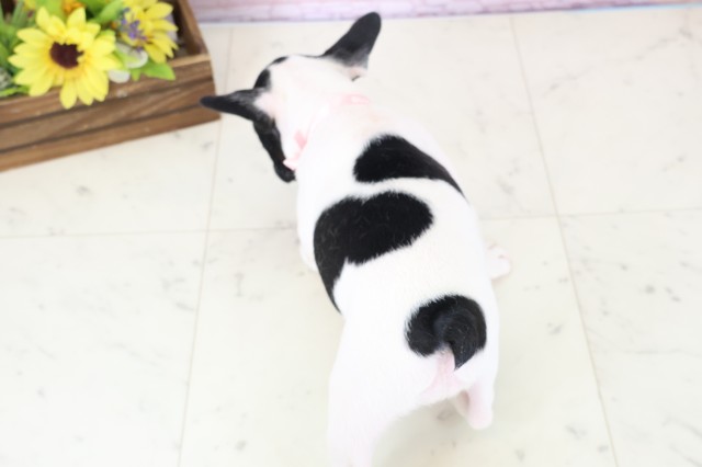 徳島県のフレンチブルドッグ (Coo&RIKU徳島店/2026年1月17日生まれ/女の子/パイド)の子犬の4枚目の画像