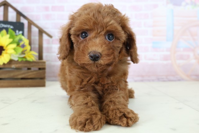 広島県のトイプードル(トイ) (Coo&RIKU広島中央店/2026年1月18日生まれ/女の子/レッドフォーン)の子犬の1枚目の画像