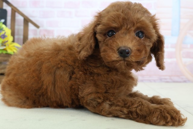 広島県のトイプードル(トイ) (Coo&RIKU広島中央店/2026年1月18日生まれ/女の子/レッドフォーン)の子犬の2枚目の画像