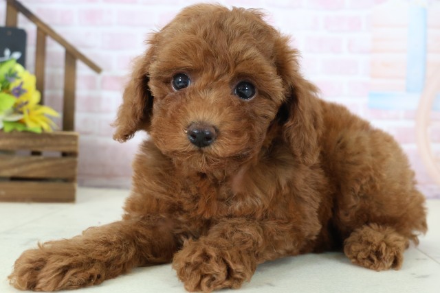 広島県のトイプードル(トイ) (Coo&RIKU広島中央店/2026年1月18日生まれ/女の子/レッドフォーン)の子犬の3枚目の画像