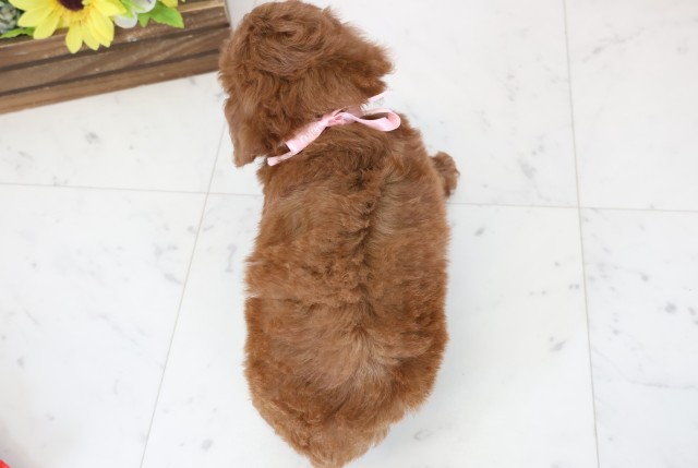 広島県のトイプードル(トイ) (Coo&RIKU広島中央店/2026年1月18日生まれ/女の子/レッドフォーン)の子犬の4枚目の画像