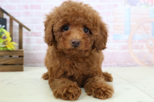 広島県のトイプードル(トイ) (Coo&RIKU福山店/2026年1月18日生まれ/女の子/レッドフォーン)の子犬の1枚目の画像