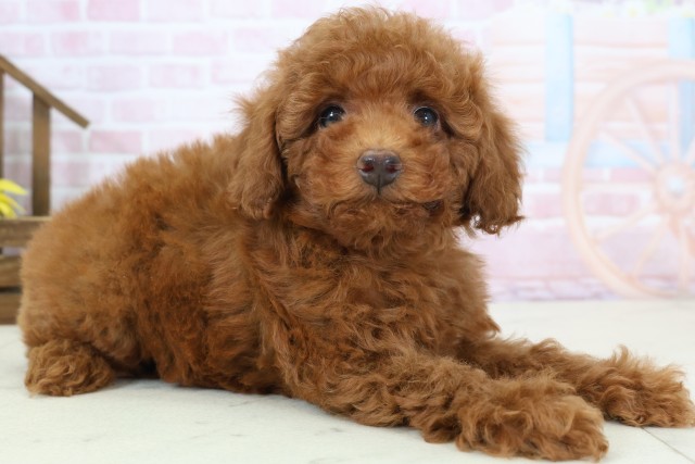 広島県のトイプードル(トイ) (Coo&RIKU福山店/2026年1月18日生まれ/女の子/レッドフォーン)の子犬の2枚目の画像
