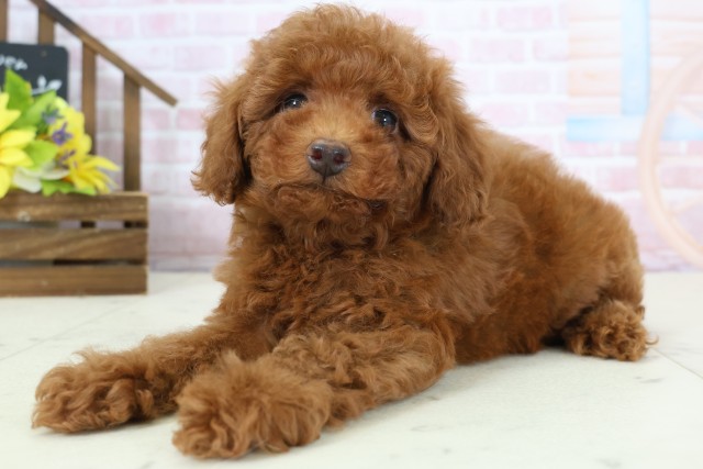 広島県のトイプードル(トイ) (Coo&RIKU福山店/2026年1月18日生まれ/女の子/レッドフォーン)の子犬の3枚目の画像