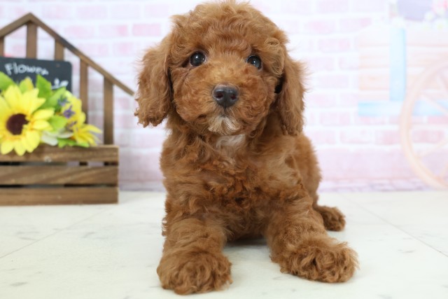 沖縄県のトイプードル(トイ) (Coo&RIKU沖縄浦添店/2026年1月18日生まれ/女の子/レッドフォーンホワイト)の子犬の1枚目の画像