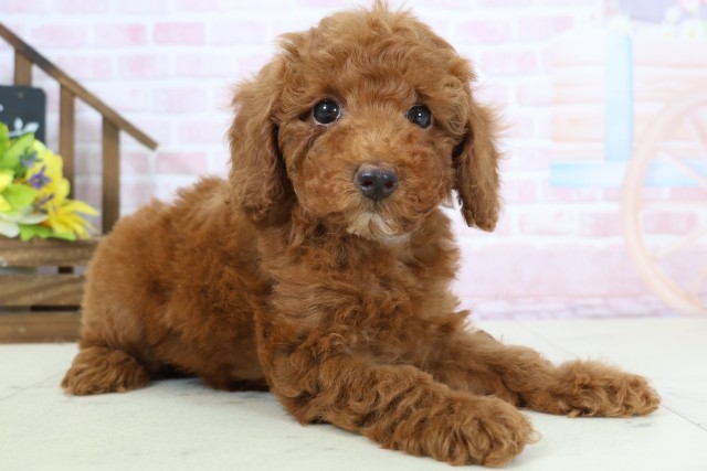 沖縄県のトイプードル(トイ) (Coo&RIKU沖縄浦添店/2026年1月18日生まれ/女の子/レッドフォーンホワイト)の子犬の2枚目の画像