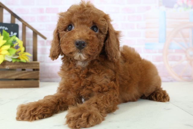 沖縄県のトイプードル(トイ) (Coo&RIKU沖縄浦添店/2026年1月18日生まれ/女の子/レッドフォーンホワイト)の子犬の3枚目の画像