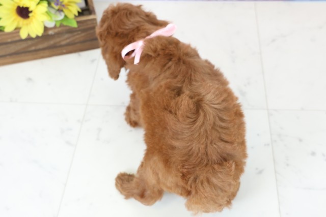 沖縄県のトイプードル(トイ) (Coo&RIKU沖縄浦添店/2026年1月18日生まれ/女の子/レッドフォーンホワイト)の子犬の4枚目の画像