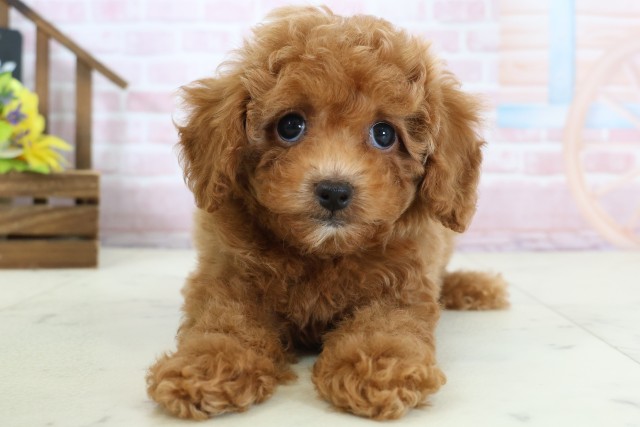 佐賀県のトイプードル(トイ) (Coo&RIKU佐賀神埼店/2026年1月18日生まれ/女の子/オレンジフォーン)の子犬の1枚目の画像