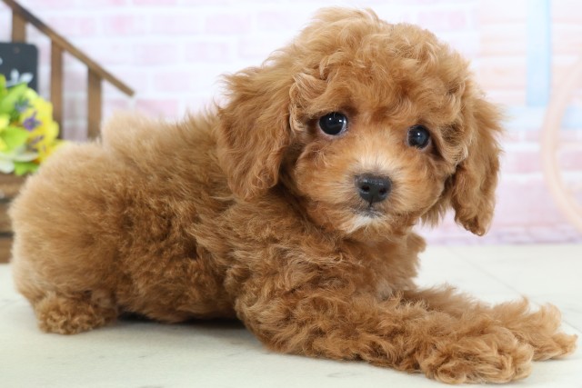 佐賀県のトイプードル(トイ) (Coo&RIKU佐賀神埼店/2026年1月18日生まれ/女の子/オレンジフォーン)の子犬の2枚目の画像