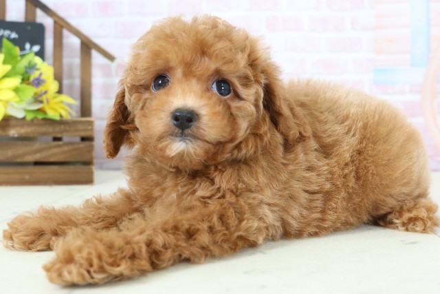 佐賀県のトイプードル(トイ) (Coo&RIKU佐賀神埼店/2026年1月18日生まれ/女の子/オレンジフォーン)の子犬の3枚目の画像