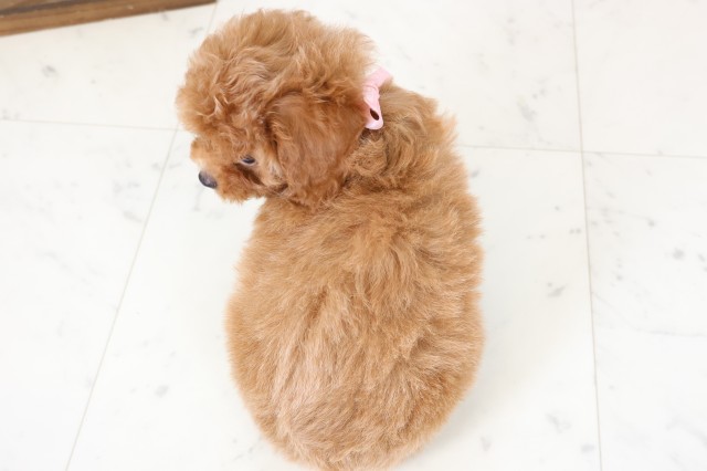 佐賀県のトイプードル(トイ) (Coo&RIKU佐賀神埼店/2026年1月18日生まれ/女の子/オレンジフォーン)の子犬の4枚目の画像