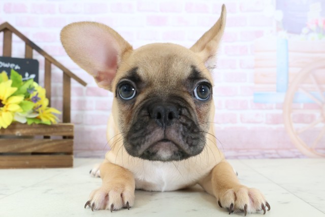 高知県のフレンチブルドッグ (Coo&RIKU高知御座店/2025年12月20日生まれ/女の子/フォーン)の子犬