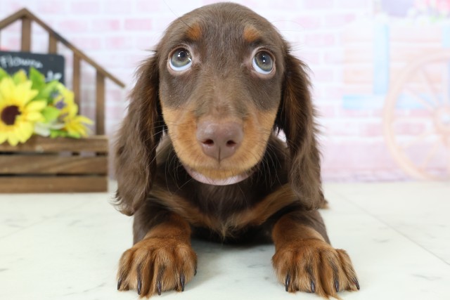 新潟県のミニチュアダックスフンド(ロング) (Coo&RIKUイオンモール新発田店/2026年1月9日生まれ/女の子/チョコレートタン)の子犬