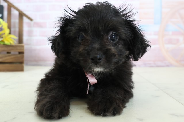 鳥取県のチワプー/プーチー(チワワ×プードル) (Coo&RIKUラ・ムー鳥取東店/2026年1月12日生まれ/女の子/ブラックホワイト)の子犬