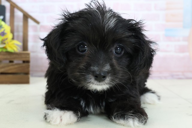 新潟県のチワプー/プーチー(チワワ×プードル) (Coo&RIKU新潟東店/2026年1月12日生まれ/女の子/ブラックホワイト)の子犬