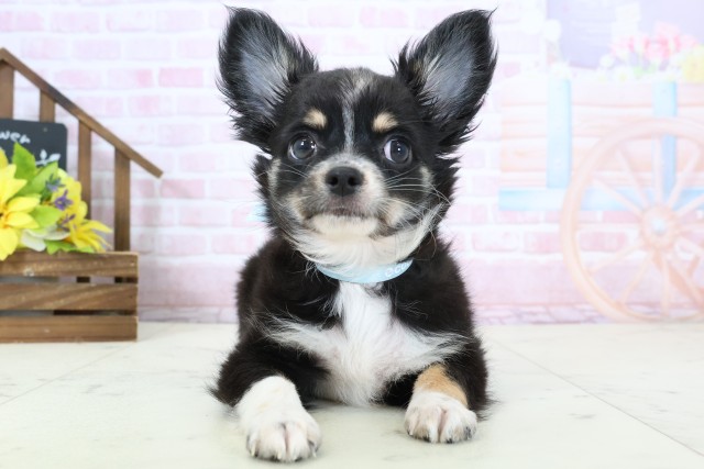 チワワ（ロングコート）