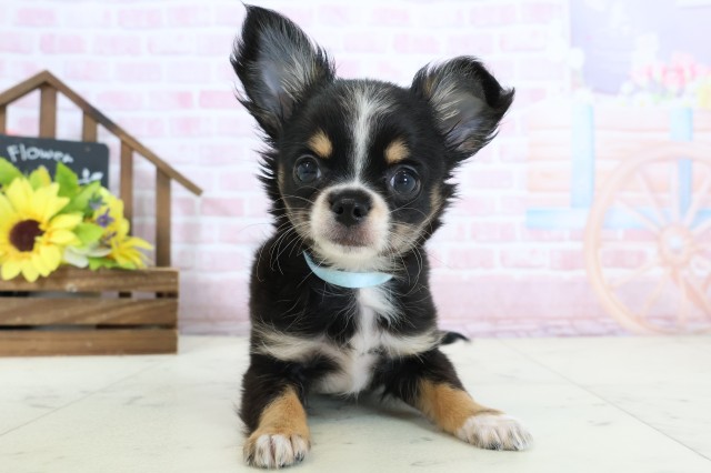 徳島県のチワワ(ロング) (Coo&RIKU徳島店/2026年1月14日生まれ/男の子/ブラックタンホワイト)の子犬の1枚目の画像