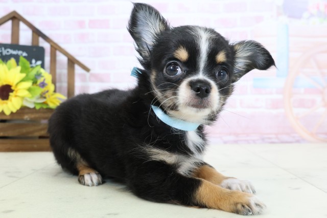 徳島県のチワワ(ロング) (Coo&RIKU徳島店/2026年1月14日生まれ/男の子/ブラックタンホワイト)の子犬の2枚目の画像