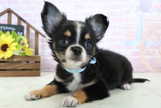 徳島県のチワワ(ロング) (Coo&RIKU徳島店/2026年1月14日生まれ/男の子/ブラックタンホワイト)の子犬の3枚目の画像